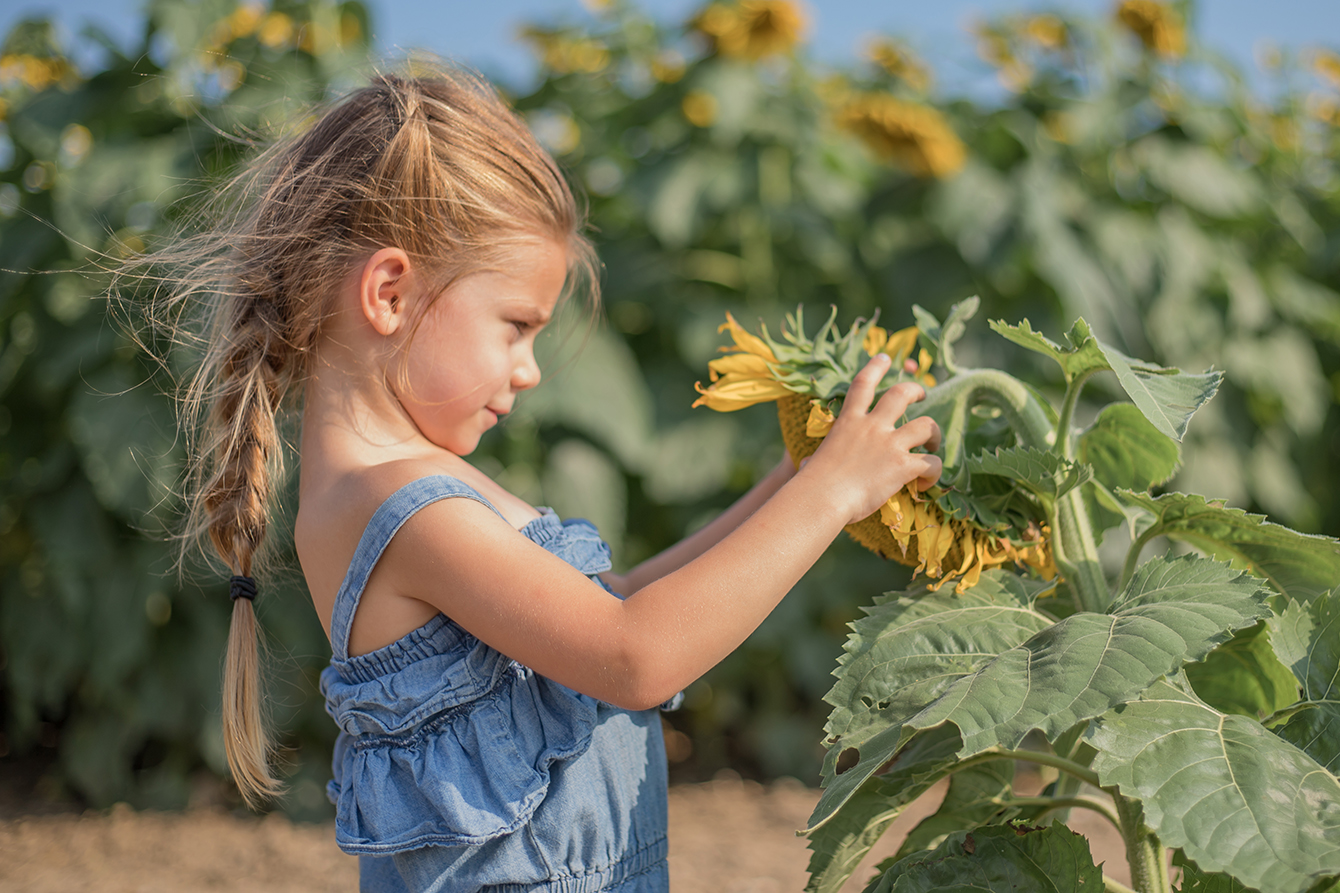 Young girl gently exploring a sunflower during a late summer evening in a Central Illinois sunflower field.
